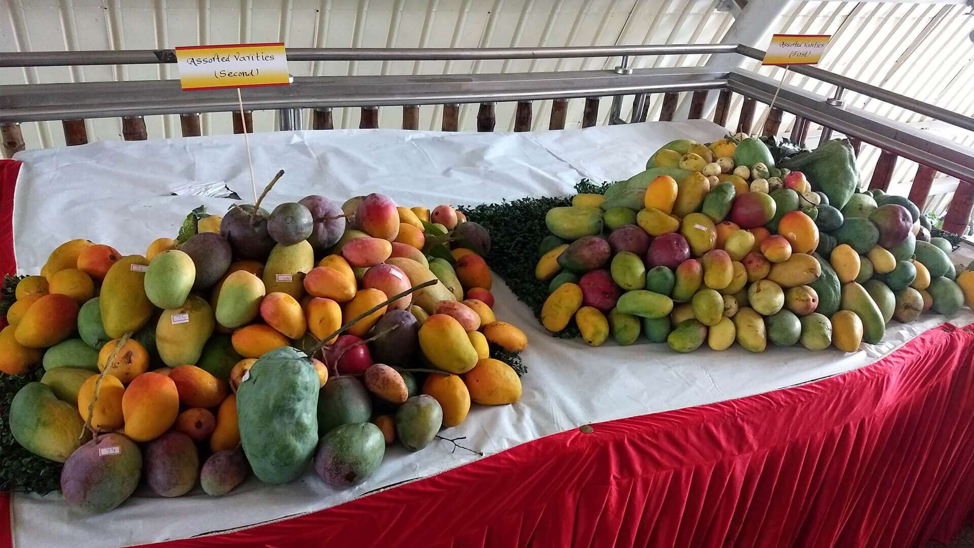 International Mango Festival 2023 Dates, History, Major Attractions